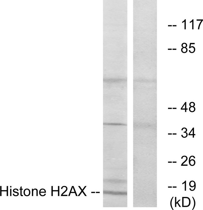 H2AFX / H2AX Antibody - Western blot analysis of lysates from HT-29 cells, using Histone H2AXÂ Antibody. The lane on the right is blocked with the synthesized peptide.