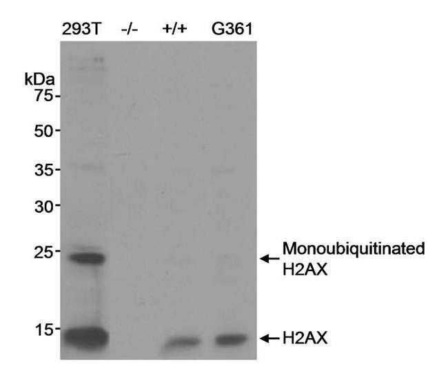H2AFX / H2AX Antibody - Detection of Human and Mouse Histone H2AX by Western Blot. Samples: Nuclear extract from human 293T, human G-361, and wild-type (+/+) or H2AX knockout (-/-) mouse embryonic fibroblasts. Antibody: Affinity purified rabbit anti-H2AX antibody used at 0.1 ug/ml. Detection: Chemiluminescence with an exposure time of 5 seconds.