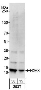 H2AFX / H2AX Antibody - Detection of Human H2AX by Western Blot. Samples: Whole cell lysate from 293T (15 and 50 ug) cells. Antibodies: Affinity purified goat anti-H2AX antibody used for WB at 0.4 ug/ml. Detection: Chemiluminescence with an exposure time of 30 seconds.