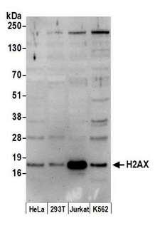 H2AFX / H2AX Antibody - Detection of human H2AX by western blot. Samples: Whole cell lysate (50 µg) from HeLa, HEK293T, Jurkat, and K-562cells prepared using RIPA lysis buffer. Antibody: Affinity purified rabbit anti-H2AX antibody used for WB at 0.1 µg/ml. Detection: Chemiluminescence with an exposure time of 30 seconds.