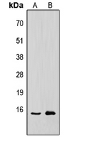 H2AFX / H2AX Antibody - Western blot analysis of Histone H2A.X expression in HepG2 (A); mouse brain (B) whole cell lysates.