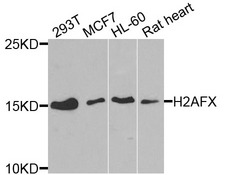 H2AFX / H2AX Antibody - Western blot analysis of extracts of various cell lines.