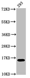 H2AFX / H2AX Antibody - Positive Western Blot detected in 293 whole cell lysate. All lanes: H2AFX antibody at 0.12 µg/ml Secondary Goat polyclonal to rabbit IgG at 1/50000 dilution. Predicted band size: 16 KDa. Observed band size: 16 KDa