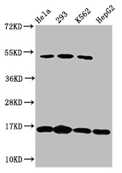 H2AFX / H2AX Antibody - Positive Western Blot detected in Hela whole cell lysate, 293 whole cell lysate, K562 whole cell lysate, HepG2 whole cell lysate. All lanes: H2AFX antibody at 1.64 µg/ml Secondary Goat polyclonal to rabbit IgG at 1/50000 dilution. Predicted band size: 16 KDa. Observed band size: 16 KDa