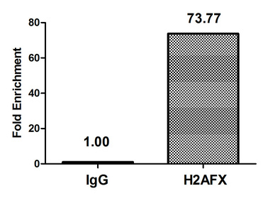 H2AFX / H2AX Antibody
