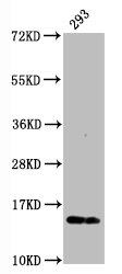 H2AFX / H2AX Antibody - Western Blot Positive WB detected in:293 whole cell lysate All Lanes:Phospho-Histone H2AX (S139) antibody at 0.23µg/ml Secondary Goat polyclonal to rabbit IgG at 1/50000 dilution Predicted band size: 15 KDa Observed band size: 15 KDa