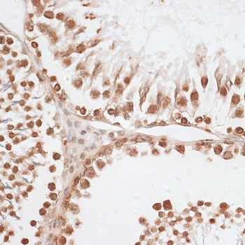 H2AFX / H2AX Antibody - Immunohistochemistry of paraffin-embedded rat testis using H2AFX antibody at dilution of 1:100 (40x lens).
