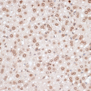 H2AFX / H2AX Antibody - Immunohistochemistry of paraffin-embedded mouse liver using H2AFX antibody at dilution of 1:100 (40x lens).