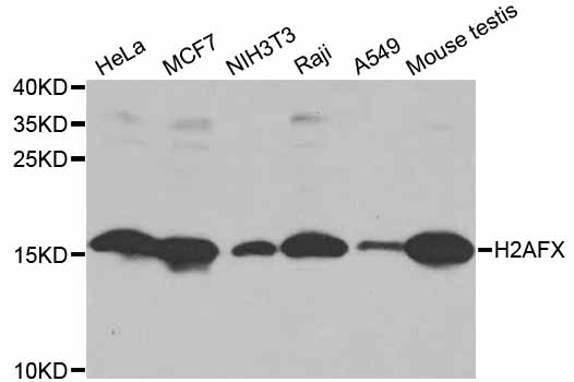 H2AFX / H2AX Antibody - Western blot analysis of extracts of various cell lines, using H2AFX antibody at 1:1000 dilution. The secondary antibody used was an HRP Goat Anti-Rabbit IgG (H+L) at 1:10000 dilution. Lysates were loaded 25ug per lane and 3% nonfat dry milk in TBST was used for blocking. An ECL Kit was used for detection and the exposure time was 15s.