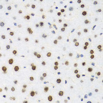 H2AFX / H2AX Antibody - Immunohistochemistry of paraffin-embedded mouse liver using H2AFX antibody at dilution of 1:100 (40x lens).
