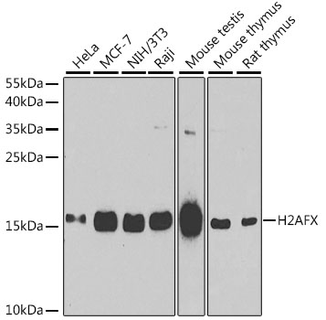 H2AFX / H2AX Antibody - Western blot analysis of extracts of various cell lines, using H2AFX antibody at 1:1000 dilution. The secondary antibody used was an HRP Goat Anti-Rabbit IgG (H+L) at 1:10000 dilution. Lysates were loaded 25ug per lane and 3% nonfat dry milk in TBST was used for blocking. An ECL Kit was used for detection and the exposure time was 90s.