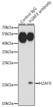 H2AFX / H2AX Antibody - Immunoprecipitation analysis of 200ug extracts of HeLa cells, using 3 ug H2AFX antibody. Western blot was performed from the immunoprecipitate using H2AFX antibody at a dilition of 1:1000.