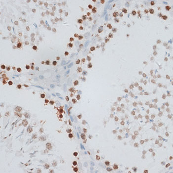H2AFX / H2AX Antibody - Immunohistochemistry of paraffin-embedded rat testis using H2AFX antibody at dilution of 1:100 (40x lens).