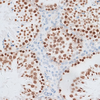 H2AFX / H2AX Antibody - Immunohistochemistry of paraffin-embedded mouse testis using H2AFX antibody at dilution of 1:100 (40x lens).