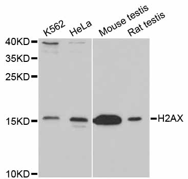 H2AFX / H2AX Antibody - Western blot analysis of extracts of various cell lines, using H2AFX antibody at 1:1000 dilution. The secondary antibody used was an HRP Goat Anti-Rabbit IgG (H+L) at 1:10000 dilution. Lysates were loaded 25ug per lane and 3% nonfat dry milk in TBST was used for blocking. An ECL Kit was used for detection and the exposure time was 10s.