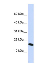H2AFX / H2AX Antibody - H2AFX / H2AX antibody Western blot of HepG2 cell lysate. This image was taken for the unconjugated form of this product. Other forms have not been tested.