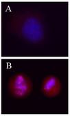 H2AFX / H2AX Antibody - Untreated Hela cells (Panel A), or overnight nocodazole treated Hela cells (Panel B) stained with purified mouse monoclonal antibody against Ser139 phosphorylated H2A.X, followed by Rhodamine Red-X conjugated Donkey anti-mouse IgG and DAPI.