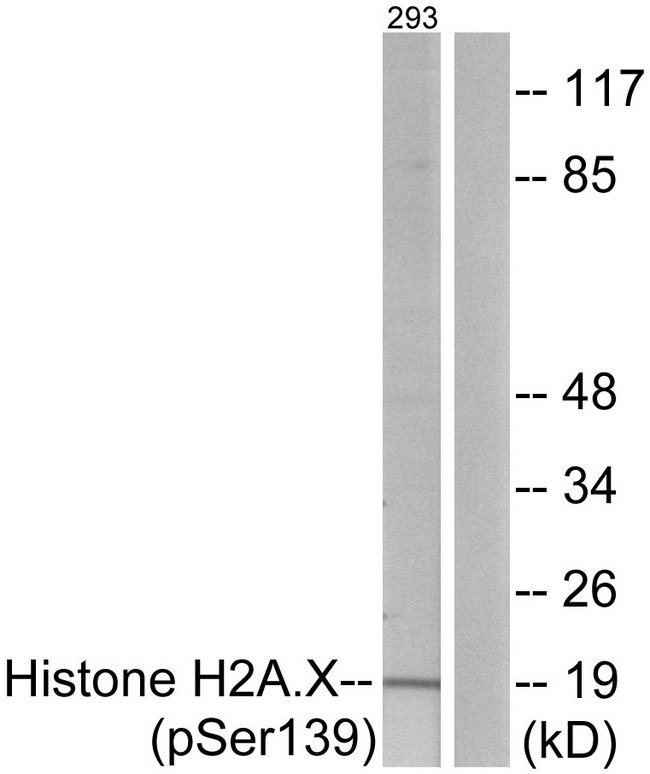 H2AFX / H2AX Antibody - Western blot analysis of lysates from 293 cells treated with heat shock, using Histone H2A.X (Phospho-Ser139) Antibody. The lane on the right is blocked with the phospho peptide.