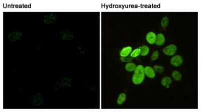 H2AFX / H2AX Antibody - Immunofluorescent analysis of Phosphorylation of H2A.X at Serine 139 in 3T3 or Hydroxyurea-treated 3T3 cells using Phospho-Histone H2A.X