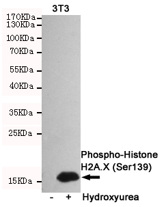 H2AFX / H2AX Antibody - Western blot detection of Phosphorylation of H2A.X at Serine 139 in 3T3 or Hydroxyurea-treated 3T3 cell lysates using Phospho-Histone H2A.X (Ser139) mouse monoclonal antibody (1:2000 dilution). Predicted band size: 15KDa. Observed band size:15KDa.