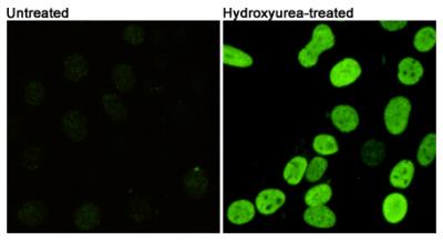 H2AFX / H2AX Antibody - Immunofluorescent analysis of Phosphorylation of H2A.X at Serine 139 in 3T3 or Hydroxyurea-treated 3T3 cells using Phospho-Histone H2A.X (Ser139) mouse monoclonal antibody (1:400).