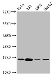 H2AFX / H2AX Antibody - Positive Western Blot detected in Hela whole cell lysate, 293 whole cell lysate, K562 whole cell lysate, HepG2 whole cell lysate. All lanes: H2AFX antibody at 1.8 µg/ml Secondary Goat polyclonal to rabbit IgG at 1/50000 dilution. Predicted band size: 16 KDa. Observed band size: 16 KDa