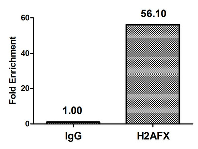 H2AFX / H2AX Antibody - Chromatin Immunoprecipitation Hela (4*10E6) were treated with Micrococcal Nuclease, sonicated, and immunoprecipitated with 5µg anti-H2AFX (Phospho-H2AFX (S139) Antibody) or a control normal rabbit IgG. The resulting ChIP DNA was quantified using real-time PCR with primers against the ß-Globin promoter.