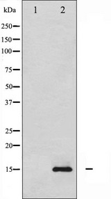 H2AFX / H2AX Antibody - Western blot analysis of Histone H2A.X phosphorylation expression in UV treated HeLa whole cells lysates. The lane on the left is treated with the antigen-specific peptide.
