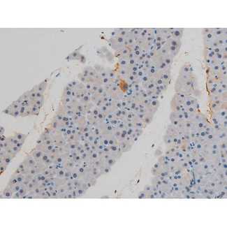 H2AFX / H2AX Antibody - 1:200 staining mouse pancreas tissue by IHC-P. The tissue was formaldehyde fixed and a heat mediated antigen retrieval step in citrate buffer was performed. The tissue was then blocked and incubated with the antibody for 1.5 hours at 22°C. An HRP conjugated goat anti-rabbit antibody was used as the secondary.