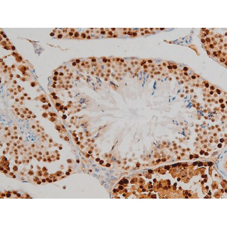 H2AFX / H2AX Antibody - 1:200 staining mouse testis tissue by IHC-P. The tissue was formaldehyde fixed and a heat mediated antigen retrieval step in citrate buffer was performed. The tissue was then blocked and incubated with the antibody for 1.5 hours at 22°C. An HRP conjugated goat anti-rabbit antibody was used as the secondary.