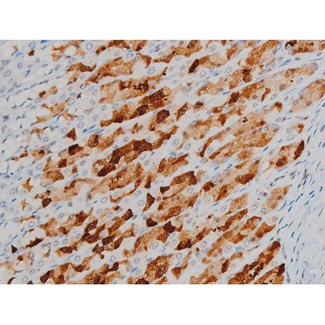 H2AFX / H2AX Antibody - 1:200 staining rat ganstric tissue by IHC-P. The tissue was formaldehyde fixed and a heat mediated antigen retrieval step in citrate buffer was performed. The tissue was then blocked and incubated with the antibody for 1.5 hours at 22°C. An HRP conjugated goat anti-rabbit antibody was used as the secondary.