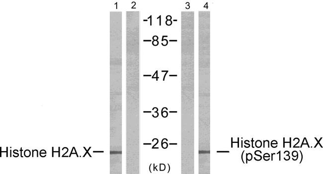 H2AFX / H2AX Antibody - Western blot analysis of extracts from Hela cells, untreated or treated with UV, using Histone H2A.X (Ab-139) antibody (Line 1 and 2) and Histone H2A.X (Phospho-Ser139) antibody (Line 3 and 4).