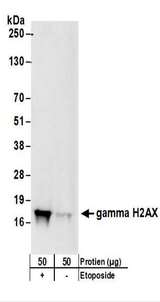 H2AFX / H2AX Antibody - Detection of Human gamma-H2AX by Western Blot. Samples: Whole cell lysate (50 ug) from 293T cells that were mock treated (-) or treated with Etoposide (100 mu M, 2h). Antibody: Affinity purified rabbit anti-gamma-H2AX antibody used at 0.1 ug/ml. Detection: Chemiluminescence with an exposure time of 3 seconds.