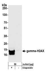 H2AFX / H2AX Antibody - Detection of human gamma-H2AX by western blot. Samples: Whole cell lysate (50 µg) from Jurkat cells treated with 100 µM etoposide for 4 hours (+) or mock treated (-). Antibody: Affinity purified rabbit anti-gamma-H2AX antibody used for WB at 0.1 µg/ml. Detection: Chemiluminescence with an exposure time of 3 seconds.