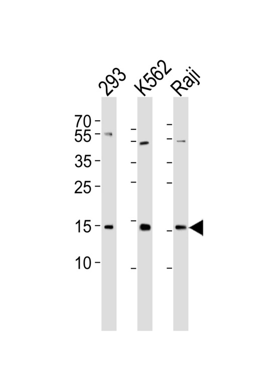 H2AFX / H2AX Antibody - Western blot of lysates from 293, K562, Raji cell line (from left to right) with Histone H2A. X (Ser139). Antibody was diluted at 1:1000 at each lane. A goat anti-rabbit IgG H&L (HRP) at 1:5000 dilution was used as the secondary antibody. Lysates at 35 ug per lane.