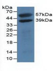 H2AFY / MACROH2A1 Antibody - Western Blot; Sample: Recombinant H2AFY, Human.