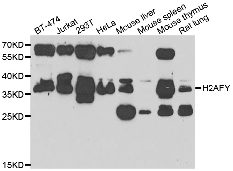 H2AFY / MACROH2A1 Antibody - Western blot analysis of extracts of various cell lines.