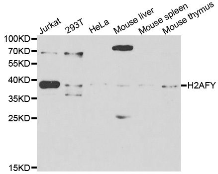H2AFY / MACROH2A1 Antibody - Western blot analysis of extracts of various cell lines.