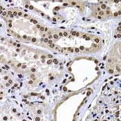H2AFY / MACROH2A1 Antibody - Immunohistochemistry of paraffin-embedded human kidney tissue.