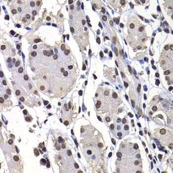 H2AFY / MACROH2A1 Antibody - Immunohistochemistry of paraffin-embedded human stomach tissue.