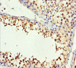 H2AFY / MACROH2A1 Antibody - Immunohistochemistry of paraffin-embedded human testis tissue at dilution 1:100