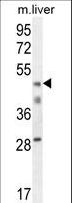 H2AFY2 Antibody - H2AFY2 Antibody western blot of mouse liver tissue lysates (35 ug/lane). The H2AFY2 antibody detected the H2AFY2 protein (arrow).