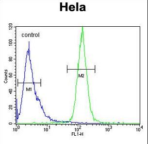 H2AFY2 Antibody - H2AFY2 Antibody flow cytometry of HeLa cells (right histogram) compared to a negative control cell (left histogram). FITC-conjugated goat-anti-rabbit secondary antibodies were used for the analysis.