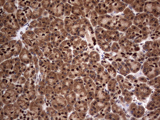 H2AFY2 Antibody - IHC of paraffin-embedded Human pancreas tissue using anti-H2AFY2 mouse monoclonal antibody. (Heat-induced epitope retrieval by 1 mM EDTA in 10mM Tris, pH8.5, 120°C for 3min).