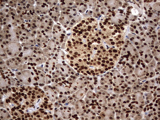 H2AFY2 Antibody - IHC of paraffin-embedded Human pancreas tissue using anti-H2AFY2 mouse monoclonal antibody. (Heat-induced epitope retrieval by 10mM citric buffer, pH6.0, 120°C for 3min).