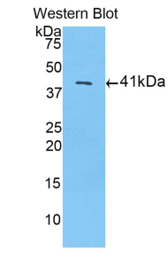 H2AFZ / H2A.z Antibody - Western blot of recombinant H2AFZ / H2A.z.  This image was taken for the unconjugated form of this product. Other forms have not been tested.