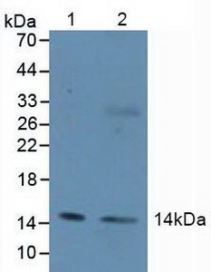 H2AFZ / H2A.z Antibody - Western Blot; Lane1: Human HepG2 Cells; Lane2: Human Liver Tissue.