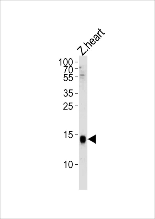 H2AFZ / H2A.z Antibody - Western blot of lysate from zebra fish heart tissue, using H2AFZ Antibody. Antibody was diluted at 1:1000. A goat anti-rabbit IgG H&L (HRP) at 1:5000 dilution was used as the secondary antibody. Lysate at 35ug.