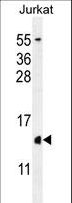 H2AFZ / H2A.z Antibody - H2AFZ Antibody western blot of Jurkat cell line lysates (35 ug/lane). The H2AFZ antibody detected the H2AFZ protein (arrow).