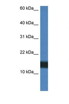 H2AFZ / H2A.z Antibody - H2AFZ / Histone H2A. Z antibody Western blot of HeLa Cell lysate. Antibody concentration 1 ug/ml.  This image was taken for the unconjugated form of this product. Other forms have not been tested.